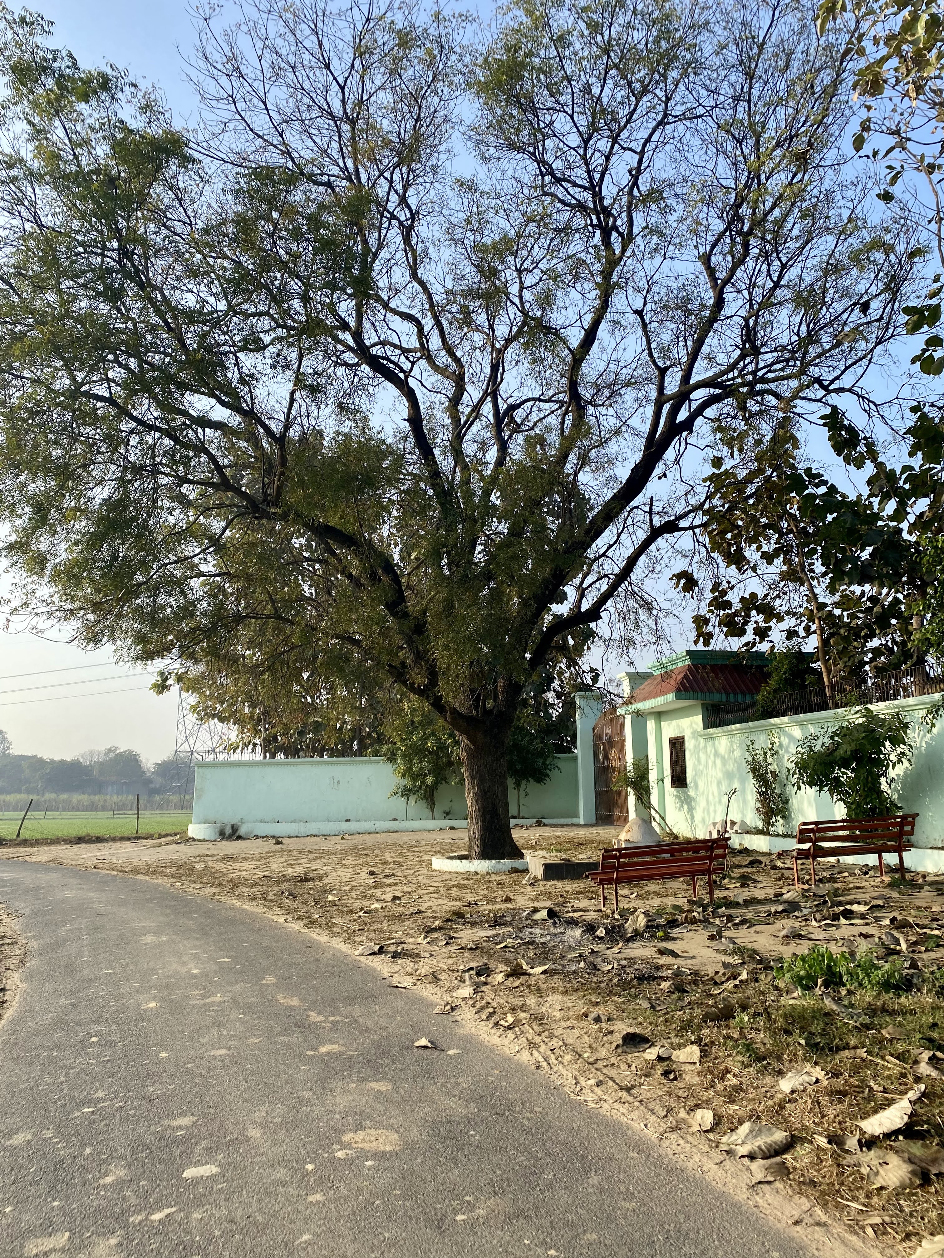 Village landscape with tree