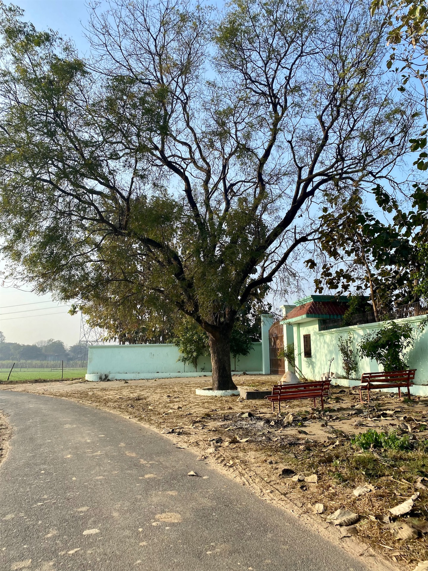 Village landscape with tree